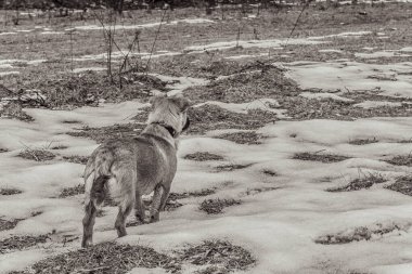 Bir köpek karda yürür.
