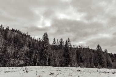 Kar- ormandaki ağaçlar.