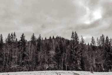 Karla kaplı ağaçlarla kaplı güzel kış manzarası