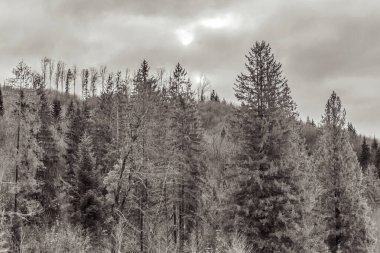 Ormanın güzel manzarası