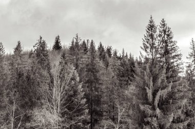 Ormandaki ağaçların kış boyunca siyah ve beyaz resimleri