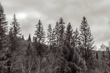 Sonbahar ormanlarında arka planda ağaçlar ve dağlar