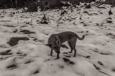 Ormandaki siyah beyaz köpek