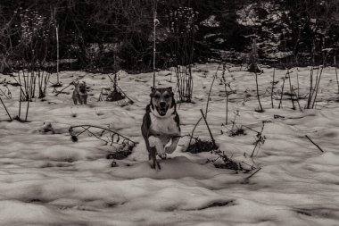 Kış ormanındaki köpek.