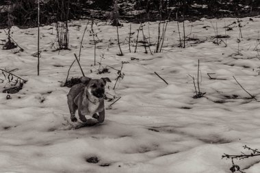 Kış ormanındaki köpek.
