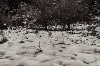 Kışın karla kaplı orman