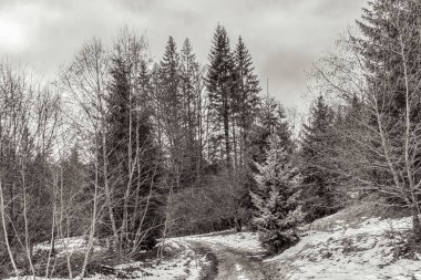 Ormanın güzel manzarası