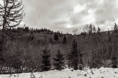 Ormandaki ağaçların dikey görüntüsü