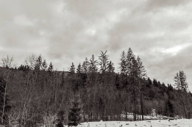 Karla kaplı ağaçlardan oluşan siyah ve beyaz kış manzarası