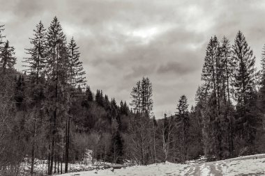 Kışın ağaçların ve ağaçların dikey çekimi