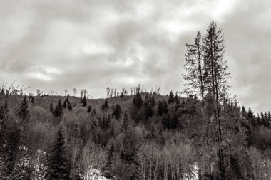 Kanada karıyla kaplı dağların güzel bir görüntüsü.