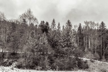 Karla kaplı ağaçlarla kaplı güzel kış manzarası