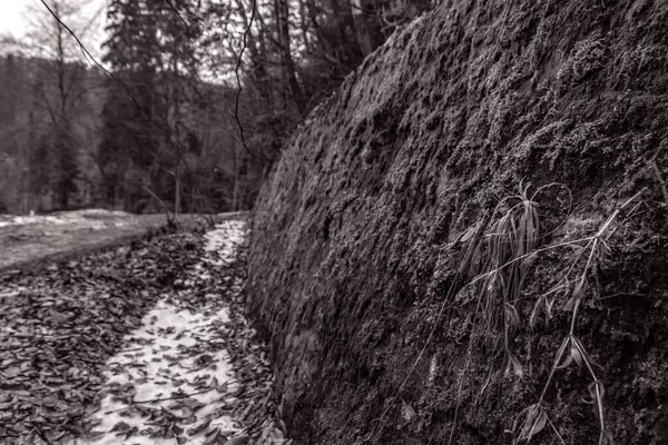 bir ormanın siyah ve beyaz manzarası