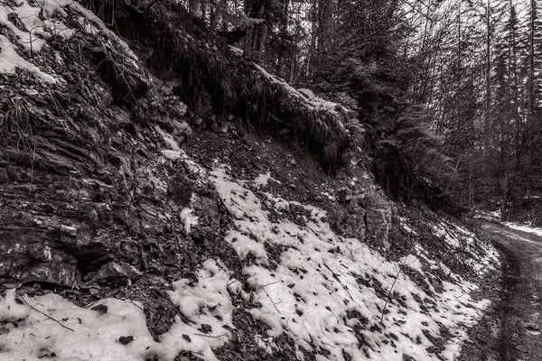 Karla kaplı ağaçlarla kaplı kış manzarası