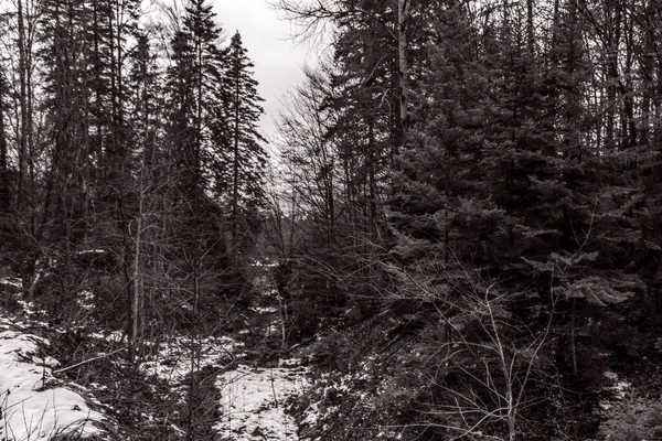 Karda ağaçlar olan kış manzarası. Ormanda kış manzarası