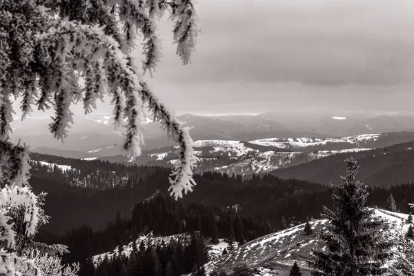 Karla kaplı ağaçlarla kaplı kış manzarası.