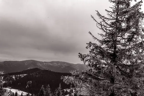 Dağlardaki bulutlu gökyüzünün altındaki bir ağacın gri görüntüsü.