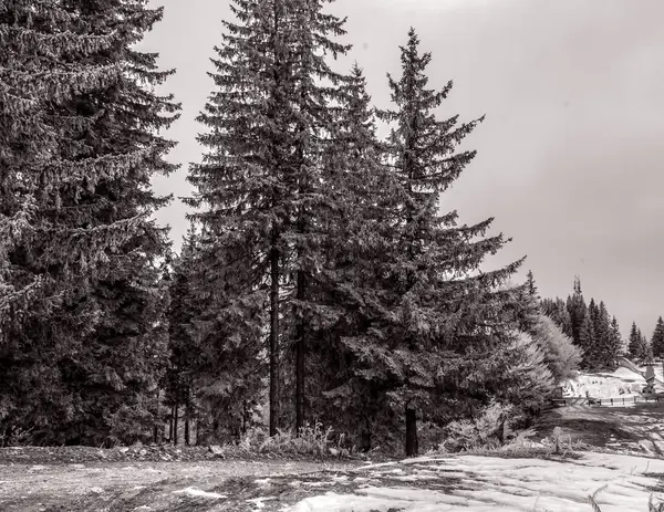 Dağlardaki güzel kış ormanı. Karpat Dağları, Ukrayna