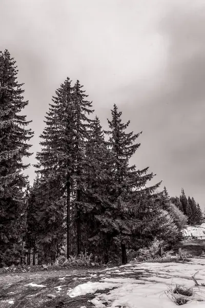 kış manzara orman ağaçları ile