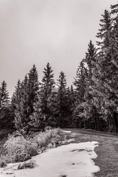 Gün boyunca ormandaki bir ağacın dikey görüntüsü.