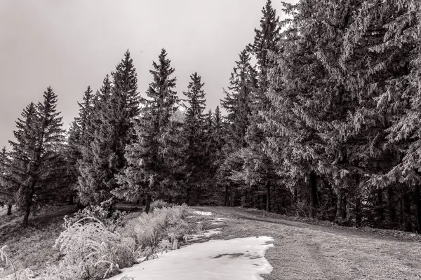 Karla kaplı ağaçlarla kaplı kış manzarası