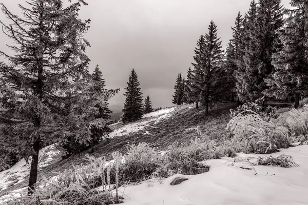 Karla kaplı ağaçlarla kaplı kış ormanı