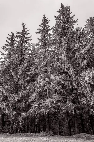 Kara orman ve kar - ağaçlarla kaplı