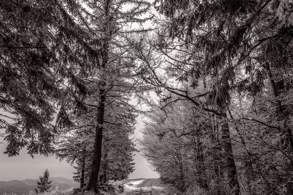 İtalya ormanlarında kış