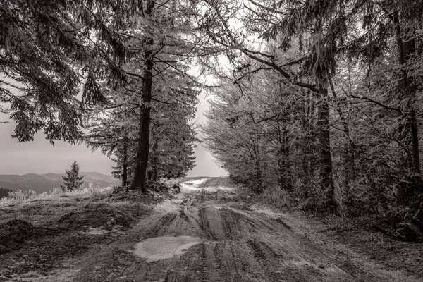 Ormanda karlı bir yolun güzel bir görüntüsü.