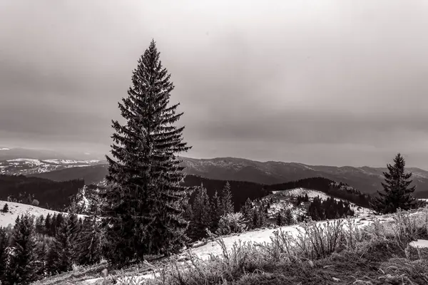 Karpatlar 'da kış dağları
