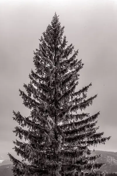 Karpatların dağlarındaki köknar ağaçları. Kış manzarası. siyah ve beyaz.
