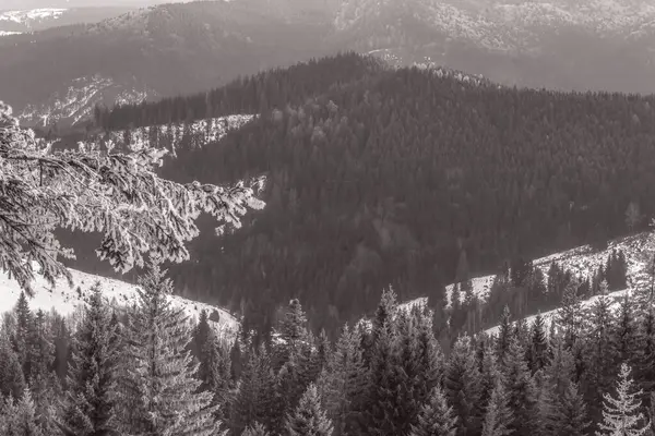 Slovakya 'da karlı bir ormanın güzel bir görüntüsü.