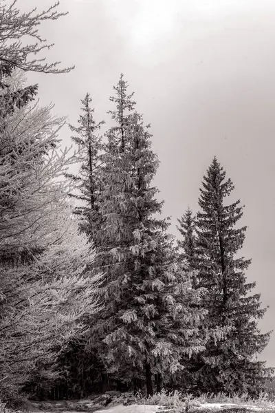 Dağlarda kış manzarası