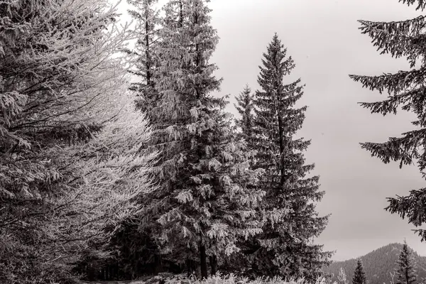bir ağacın siyah beyaz fotoğrafı