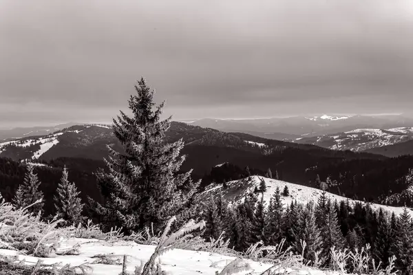 Ormanın güzel manzarası