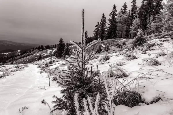 Kara karlı karlı köknar ağaçları