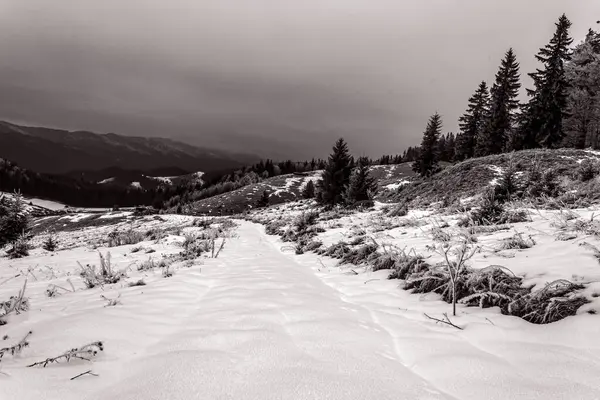 Karla kaplı ağaçlarla kaplı kış manzarası