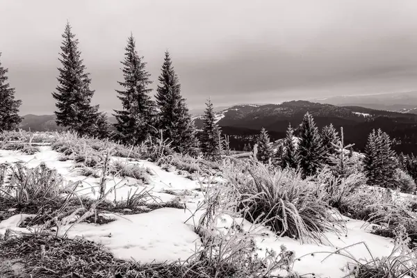 Ormandaki dağlarda karla kaplı ağaçlarla kaplı kış manzarası
