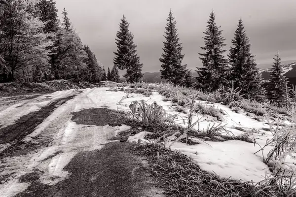 Kış ormanı boyunca yol