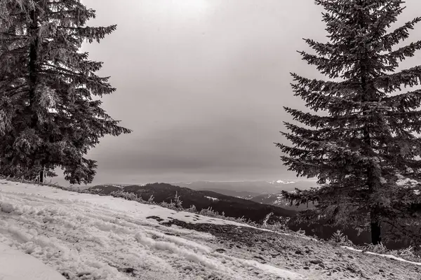 Ormandaki kışlık dağ manzarası