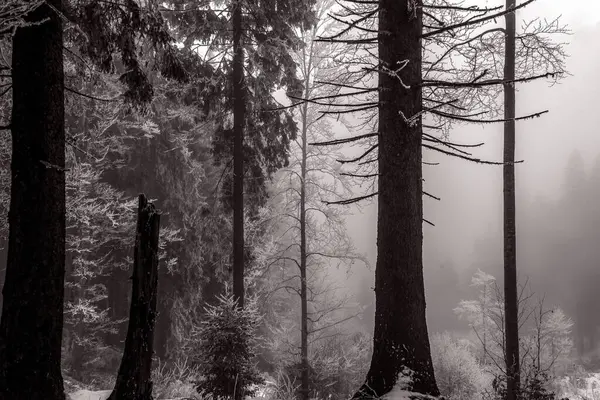 Ormandaki ağaçların siyah beyaz fotoğrafı