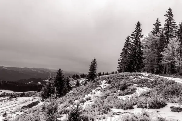 Karla kaplı ağaçlarla kaplı kış manzarası