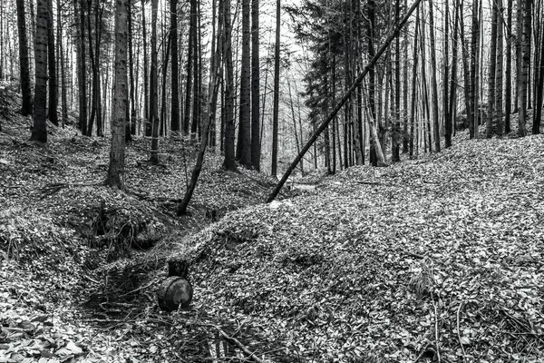 Dağlardaki siyah beyaz orman