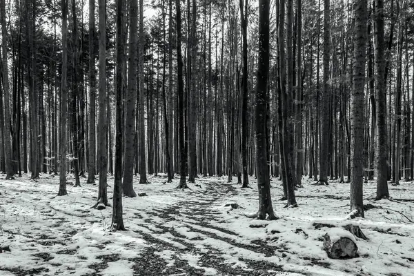 Parktaki kış ormanı