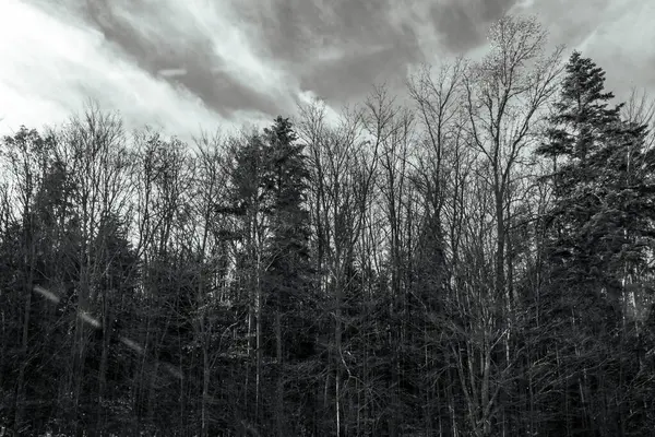 Ormandaki siyah beyaz manzara.