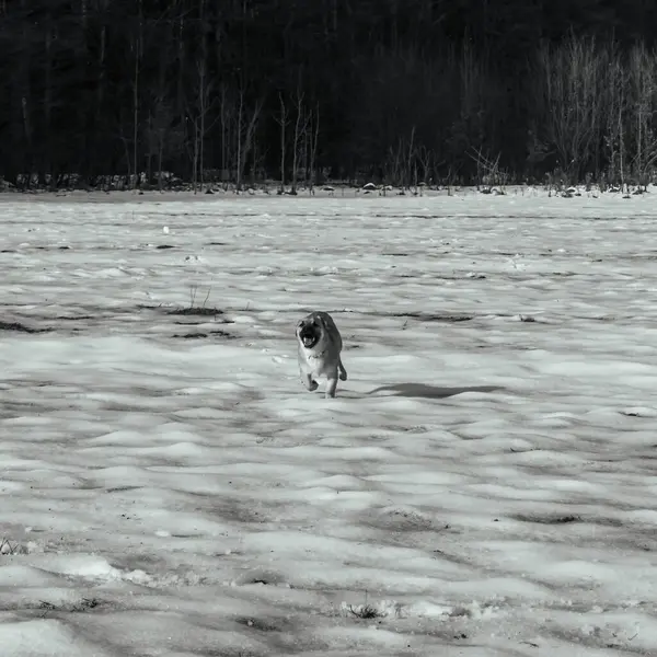 Köpek sahilde koşuyor.