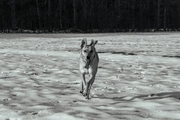 Köpek yetiştiricisi labrador retriever kışın