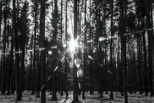 Ormanın güzel kış manzarası