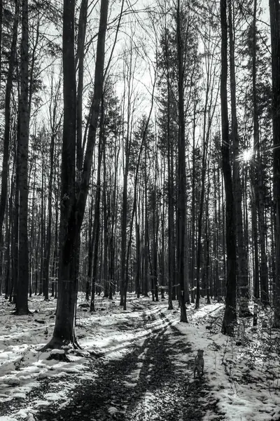 Ormanda kış, doğa ve seyahat