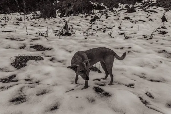 Ormandaki siyah beyaz köpek